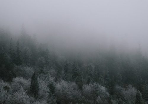 Misty evergreen forest on a foggy day