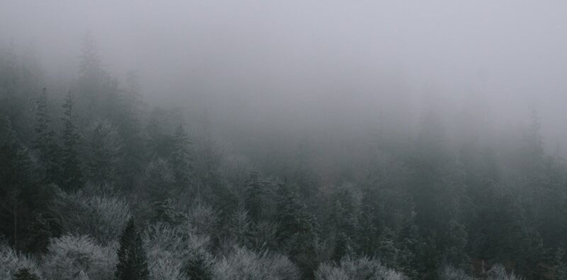 Misty evergreen forest on a foggy day