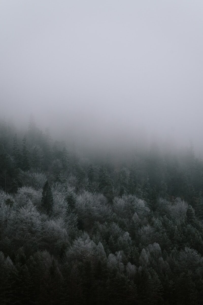 Misty evergreen forest on a foggy day